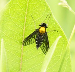 Chrysopilus thoracicus