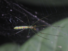Tetragnatha hasselti