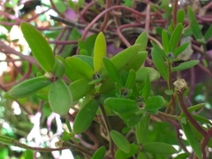 Magnoliopsida