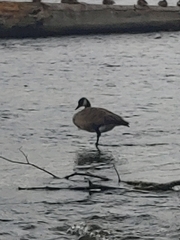 Branta canadensis