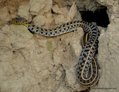 Amphiesma stolatum