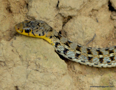 Amphiesma stolatum