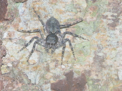 Phaeacius fimbriatus