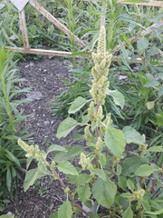 Amaranthus retroflexus
