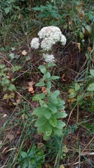 Hylotelephium telephium