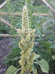 Amaranthus retroflexus