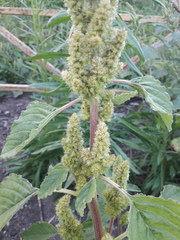 Amaranthus retroflexus