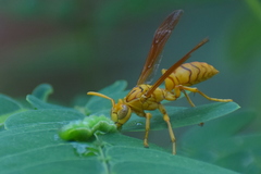 Polistes olivaceus