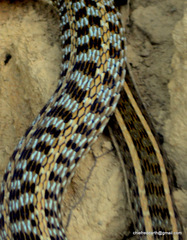 Amphiesma stolatum
