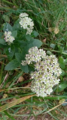 Hylotelephium telephium