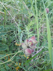 Amaranthus retroflexus