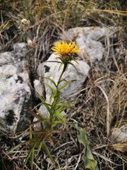Inula