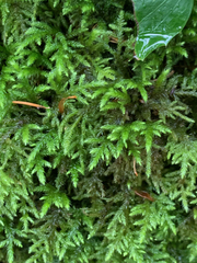 Pseudisothecium cristatum