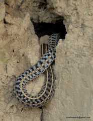 Amphiesma stolatum
