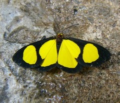 Cyllopoda jatropharia