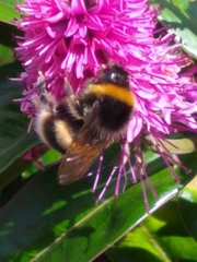Bombus terrestris