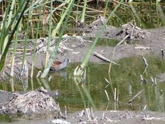 Porphyriops melanops