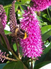 Bombus terrestris