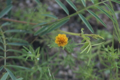 Melampodium linearilobum