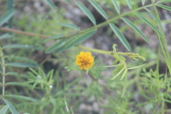 Melampodium linearilobum