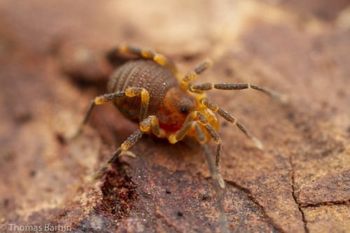 Paranonychus brunneus