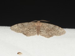 Aethalura intertexta