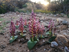 Lachenalia carnosa