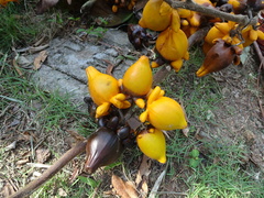 Solanum mammosum