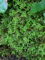 Pseudisothecium cristatum