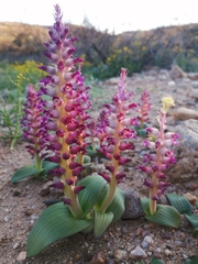 Lachenalia carnosa