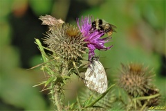 Bombus lapidarius decipiens