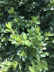 Rhododendron simsii