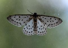 Antipercnia belluaria