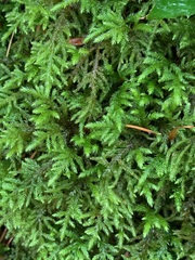 Pseudisothecium cristatum