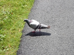Columba livia domestica