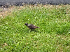 Sturnus vulgaris