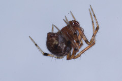 Araneae