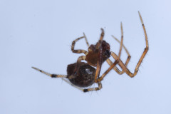 Araneae