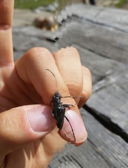 Oxymirus cursor