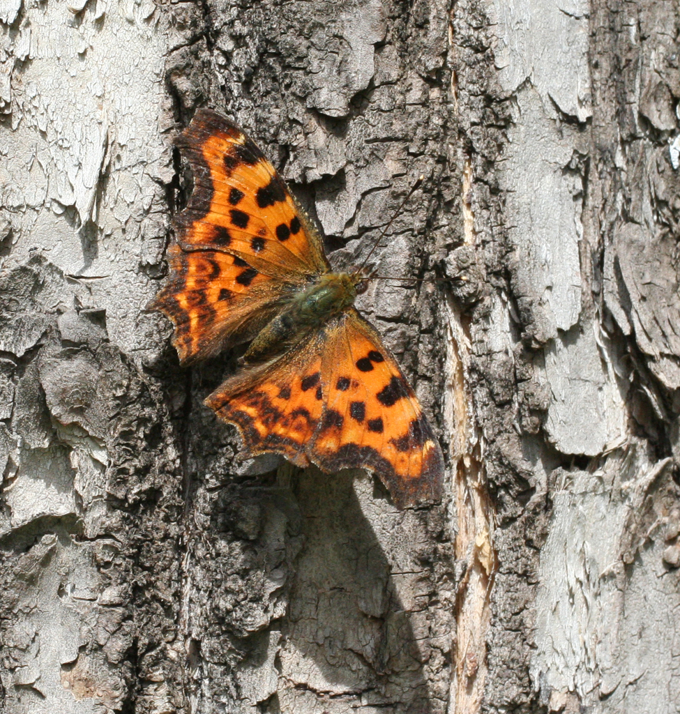 Comma