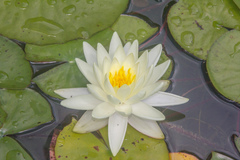 Nymphaea candida