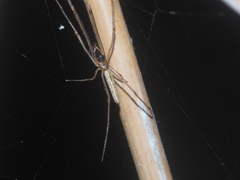Tetragnatha ceylonica