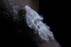 Fulgoromorpha