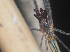 Tetragnatha ceylonica