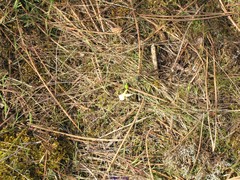 Narcissus triandrus pallidulus