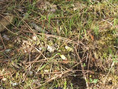 Narcissus triandrus pallidulus