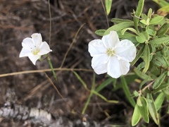 Stylisma pickeringii pattersonii