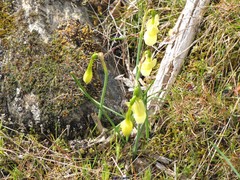 Narcissus triandrus pallidulus