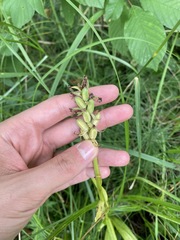 Dactylorhiza majalis baltica