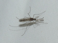 Culiseta inornata